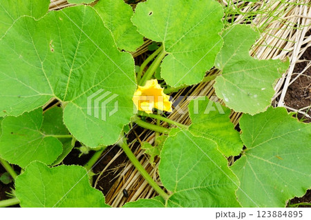 野菜の花 野菜の花 123884895