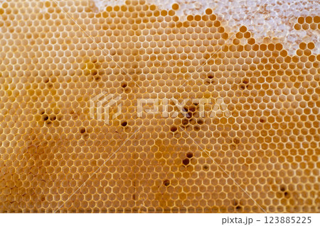 蜂蜜がぎっしりつまったハチの巣板 123885225