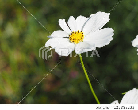 白いコスモスのお花を一輪アップで撮りました 白いコスモスのお花を一輪アップで撮りました 123885233