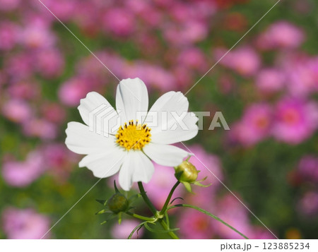 白いコスモスのお花を一輪だけにして周りをぼかしました 123885234