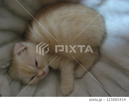 眠る子猫 眠る子猫 123885414