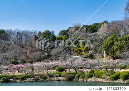 東京都町田市　薬師池公園　梅園　都指定名勝　 123885500