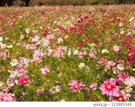 風に揺れる秋桜畑の可愛らしいお花達 123885548