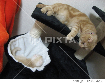 兄猫を見上げる子猫 123885642
