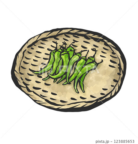 青唐辛子の手描き筆絵風イラスト 123885653