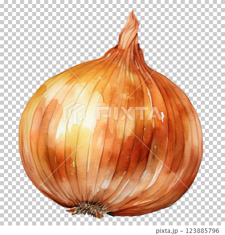 洋蔥插圖素材（JPEG/PNG） 123885796