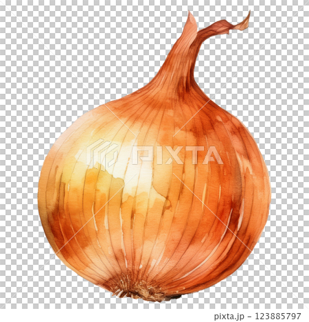 洋蔥插圖素材（JPEG/PNG） 123885797
