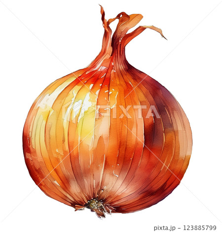 玉ねぎのイラスト素材（JPEG/PNG) 123885799