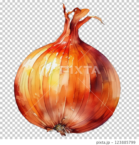 玉ねぎのイラスト素材（JPEG/PNG) 123885799