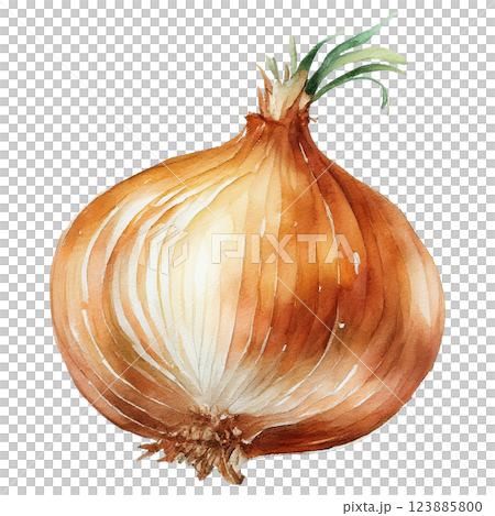 洋蔥插圖素材(JPEG/PNG) 洋蔥插圖素材(JPEG/PNG) 123885800