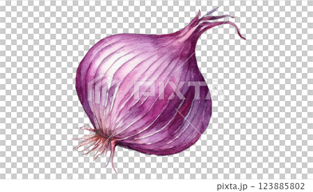 紫洋蔥插圖素材（JPEG/PNG） 123885802