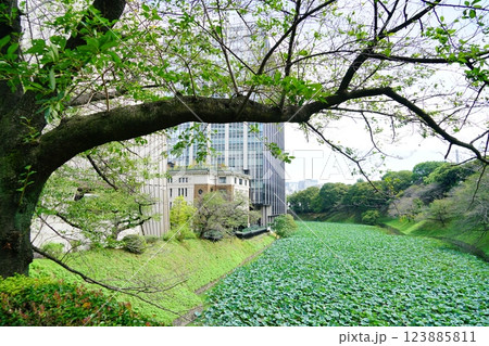 北の丸公園付近の蓮で覆われた堀 北の丸公園付近の蓮で覆われた堀 123885811