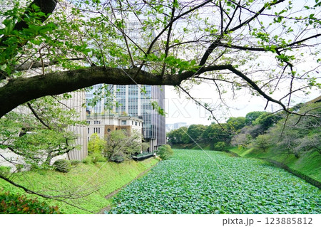 東京九段下にある北の丸公園付近の堀 123885812