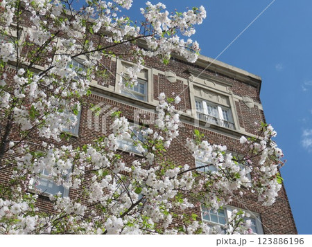 レンガ造りの歴史的建造物と桜 123886196