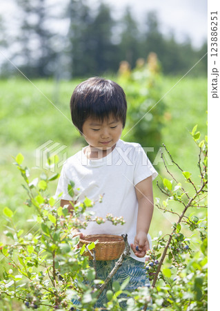 ブルーベリーを摘む男の子 123886251
