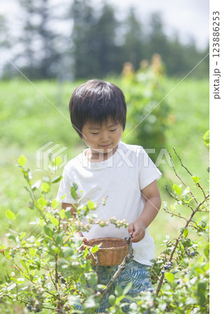 ブルーベリーを摘む男の子 123886253