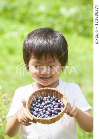 ブルーベリーを摘む男の子 123886277