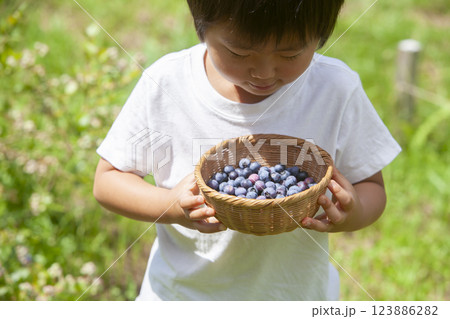 ブルーベリーを摘む男の子 123886282