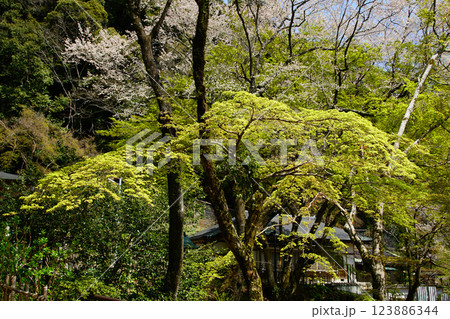 長谷寺 桜 奈良県 長谷寺 桜 奈良県 123886344
