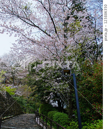 長谷寺 桜 奈良県 長谷寺 桜 奈良県 123886350