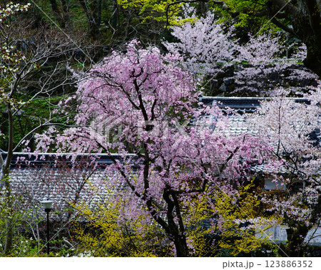 長谷寺　桜　奈良県 123886352