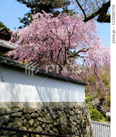 長谷寺 桜 奈良県 長谷寺 桜 奈良県 123886356