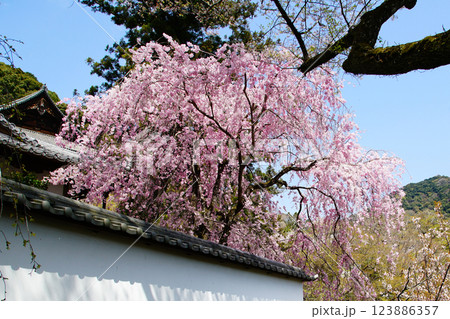 長谷寺　桜　奈良県 123886357