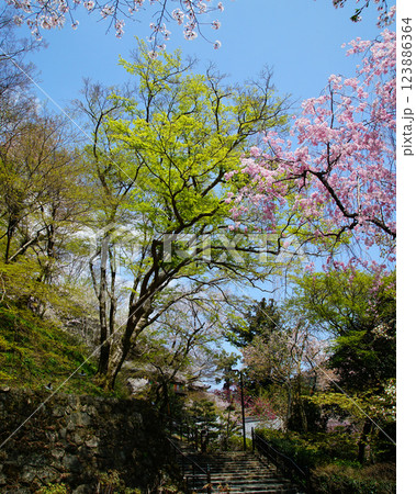 長谷寺 桜 奈良県 長谷寺 桜 奈良県 123886364