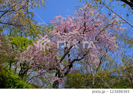 長谷寺　桜　奈良県 123886365