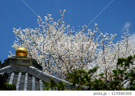 長谷寺 桜 奈良県 長谷寺 桜 奈良県 123886368