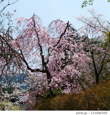 長谷寺 桜 奈良県 長谷寺 桜 奈良県 123886369