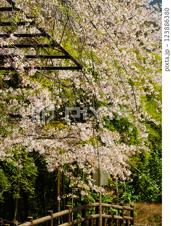 長谷寺 桜 奈良県 長谷寺 桜 奈良県 123886380