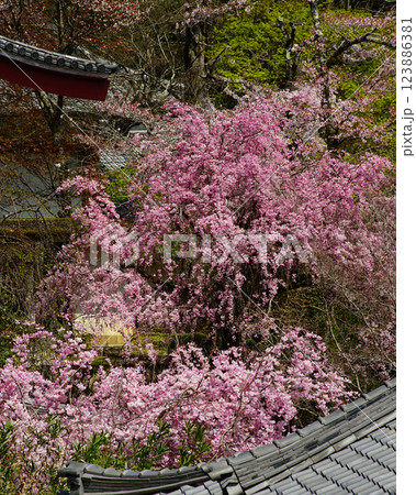 長谷寺　桜　奈良県 123886381