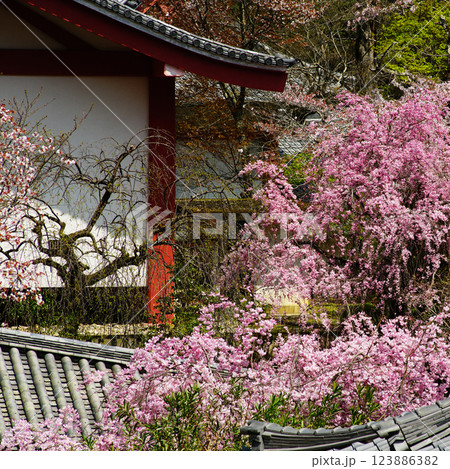 長谷寺　桜　奈良県 123886382