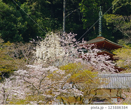 長谷寺　桜　奈良県 123886384