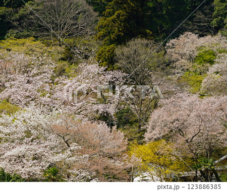 長谷寺　桜　奈良県 123886385