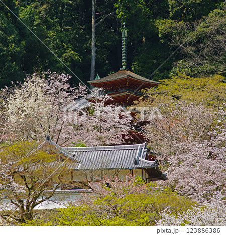 長谷寺　桜　奈良県 123886386