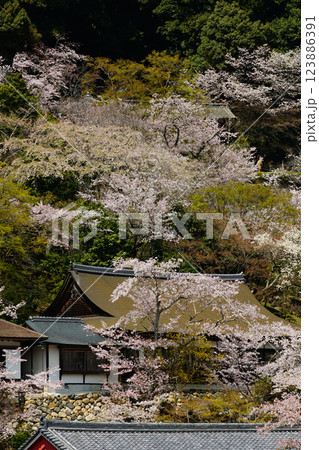 長谷寺 桜 奈良県 長谷寺 桜 奈良県 123886391