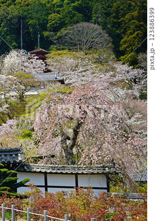 長谷寺 桜 奈良県 長谷寺 桜 奈良県 123886399