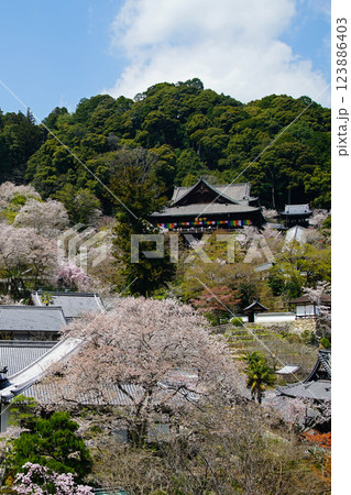 長谷寺 桜 奈良県 長谷寺 桜 奈良県 123886403