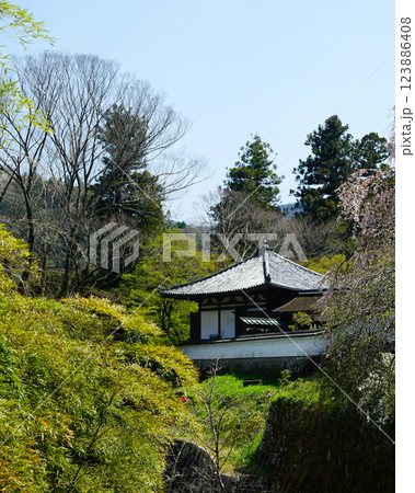 長谷寺 桜 奈良県 長谷寺 桜 奈良県 123886408