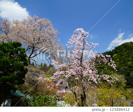 長谷寺　桜　奈良県 123886412
