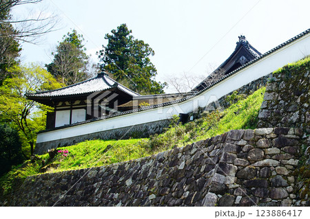 長谷寺 桜 奈良県 長谷寺 桜 奈良県 123886417