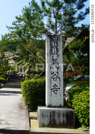 長谷寺 桜 奈良県 長谷寺 桜 奈良県 123886419
