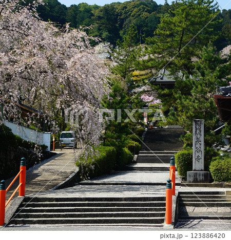 長谷寺 桜 奈良県 長谷寺 桜 奈良県 123886420
