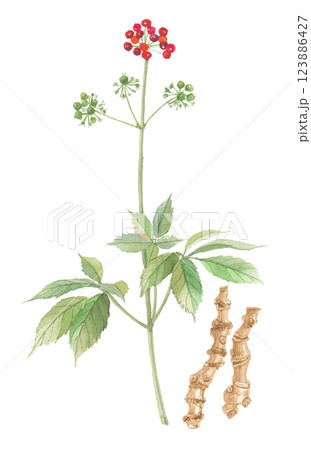 水彩で描いたトチバニンジン実と根　栃葉人参・実と根 123886427