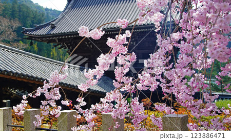 長谷寺　桜　奈良県 123886471