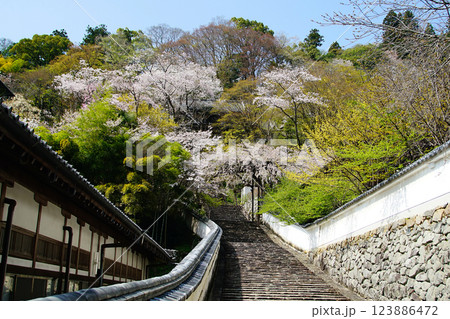 長谷寺　桜　奈良県 123886472