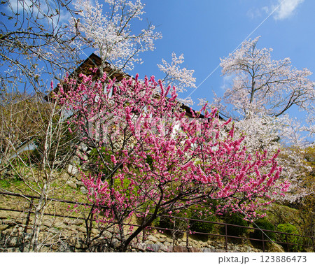 長谷寺　桜　奈良県 123886473
