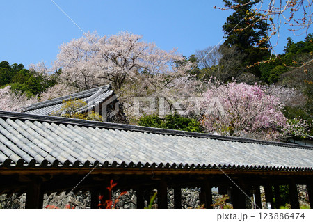 長谷寺　桜　奈良県 123886474